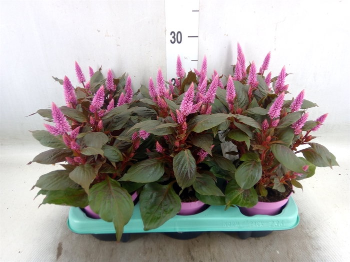 <h4>Celosia arg. SP 'Merida Pink'</h4>