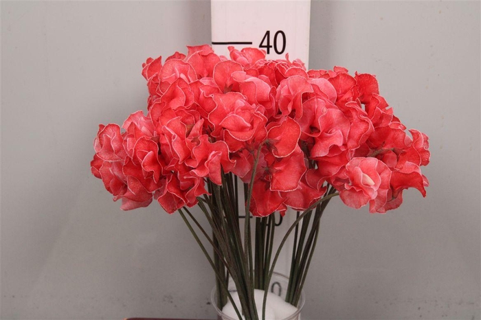 <h4>Lathyrus P Klb Red</h4>