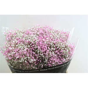 Gyps Pa. Disco White / Light Pink
