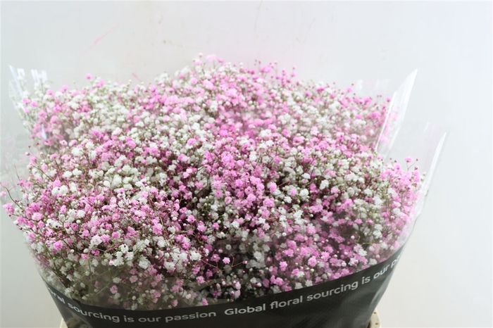 <h4>Gyps Pa. Disco White / Light Pink</h4>