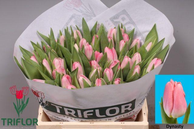 <h4>TU EN DYNASTY</h4>