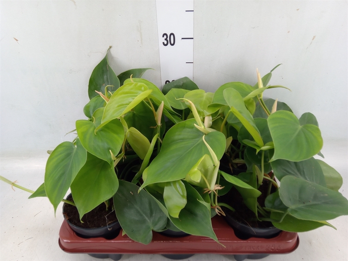 <h4>Philodendron scand.</h4>