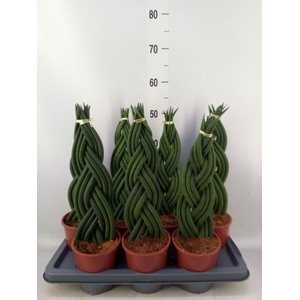 Sansevieria cyl.  ...