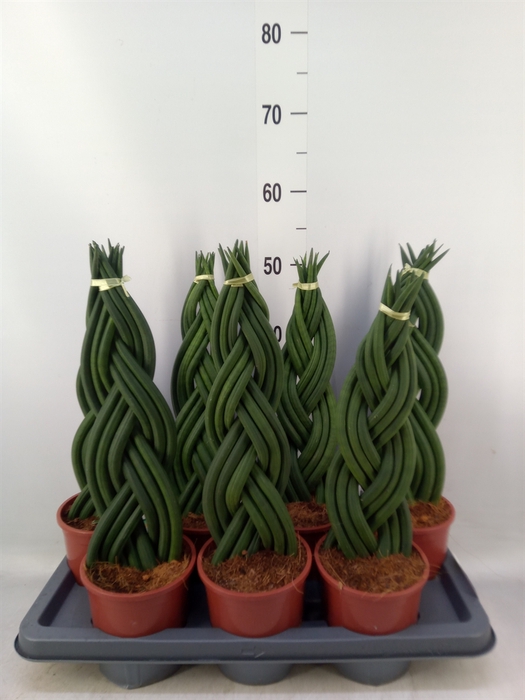 <h4>Sansevieria cyl.  ...</h4>