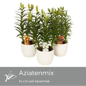 Lilium mix wit keramiek (az. lelie)