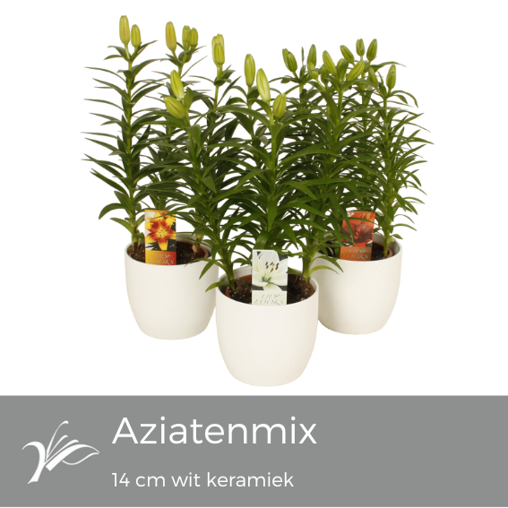 <h4>Lilium mix wit keramiek (az. lelie)</h4>