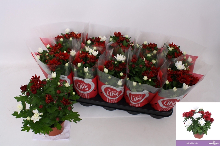 <h4>CHRYS CHRYSTAL GEM</h4>