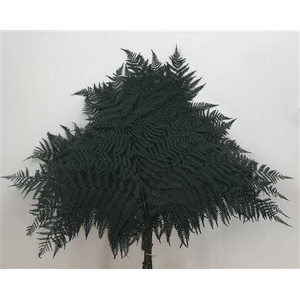 Dr Felce Di Bosco Bl Green Verde