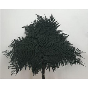 Dr Felce Di Bosco Bl Green Verde