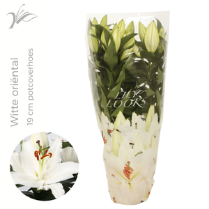 Lilium witte 19 cm oriëntal in potcoverhoes (or. lelie)