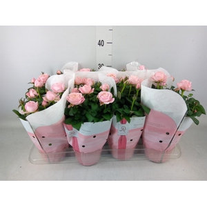 Rosa  'Amorosa Infinity Soft Pink'