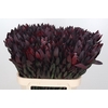 Leucadendron Saf Sunset Dark R.