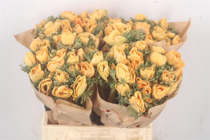 <h4>Anemone Powder. Pecher</h4>