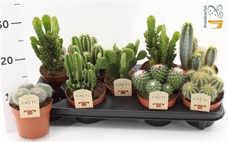 Cactus Gem