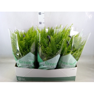 Nephrolepis exal. 'Green Moment'