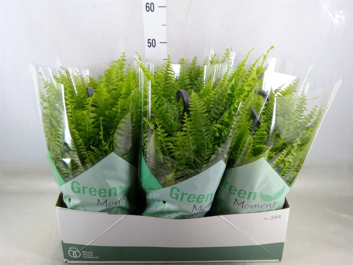 <h4>Nephrolepis exal. 'Green Moment'</h4>