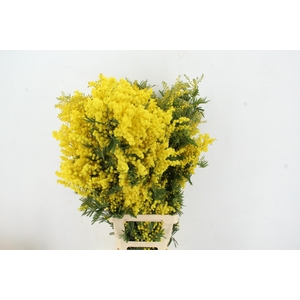 ACACIA MIMOSA MIRANDOL PER STEM