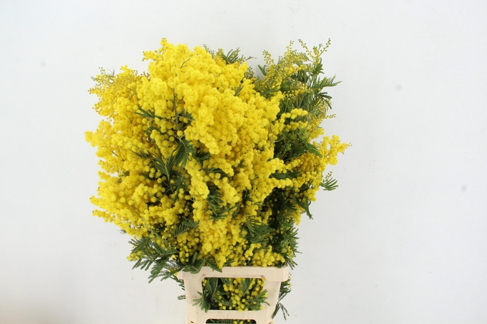 <h4>ACACIA MIMOSA MIRANDOL PER STEM</h4>