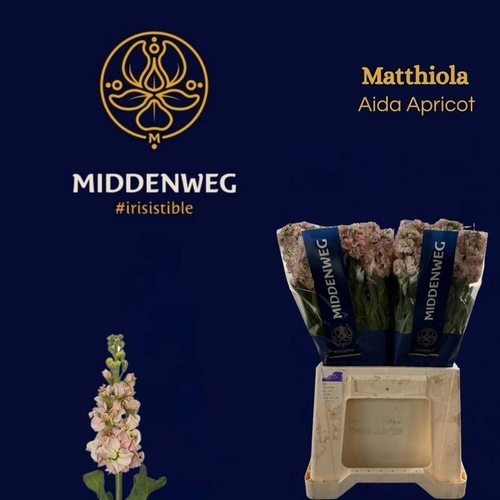 <h4>MATTH AIDA APRICOT</h4>