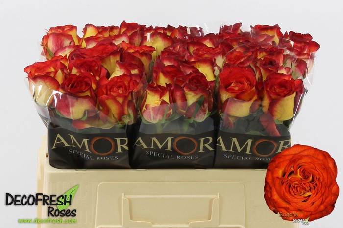 <h4>R Gr Bogoria</h4>