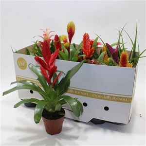 Bromelia Gem