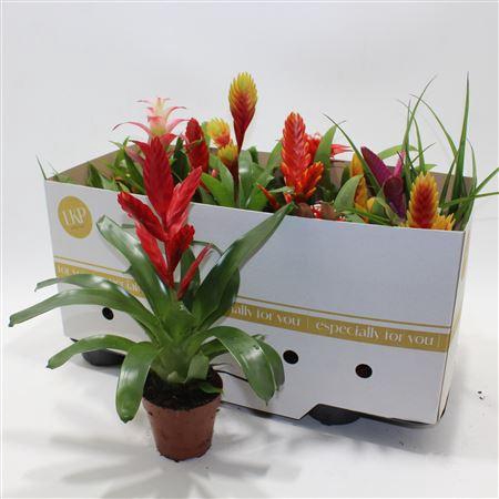 <h4>Bromelia Gem</h4>