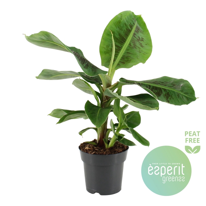 <h4>Musa Oriental Dwarf</h4>