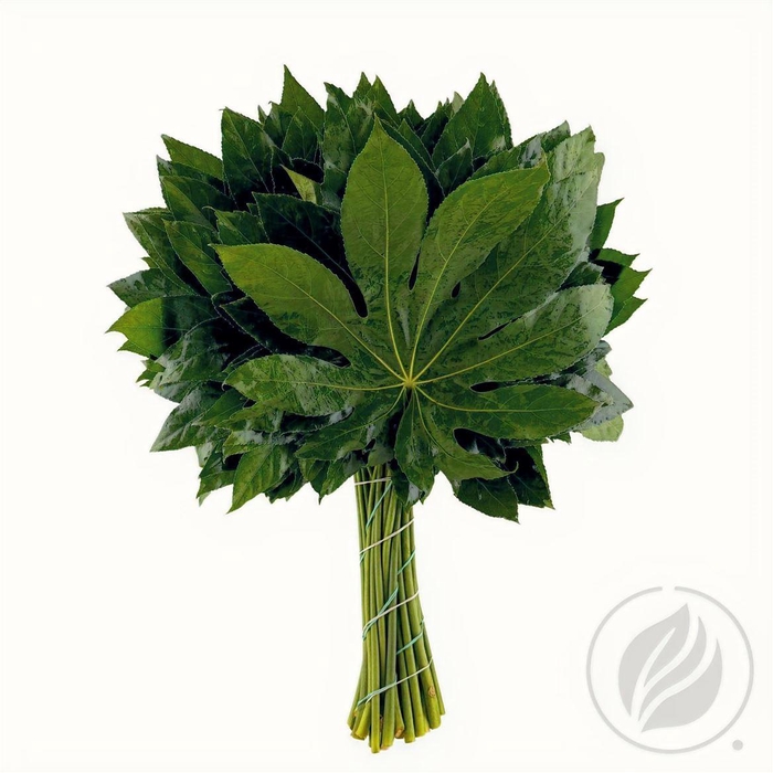 <h4>Aralia 50cm</h4>