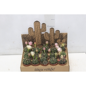 CACTUS GYMNOCALYCIUM MIHANOVICHII P06