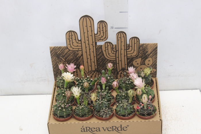 <h4>CACTUS GYMNOCALYCIUM MIHANOVICHII P06</h4>