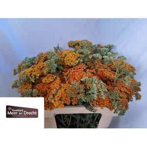 Achillea Terracotta Meer En Drecht