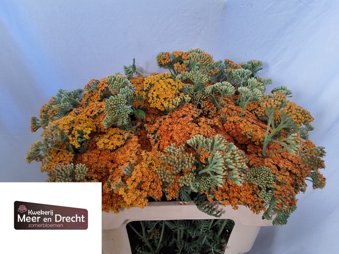 <h4>Achillea Terracotta Meer En Drecht</h4>