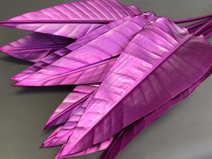 <h4>Strelitzia Blad Painted Cerise</h4>