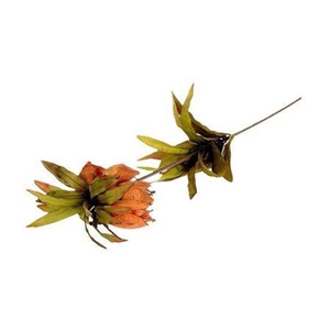 Stem Fritillaria L77