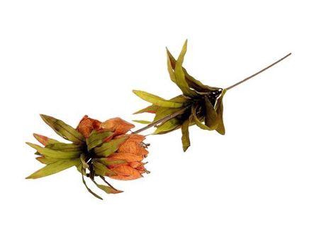 <h4>Stem Fritillaria L77</h4>