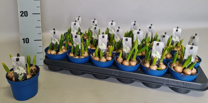 Bol op pot Ornithogalum Balansae zonder steeketiket