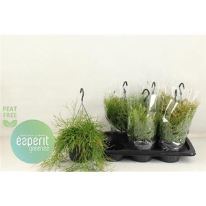 Rhipsalis Easy Sweet Hangpotten