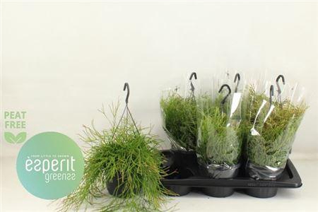 <h4>Rhipsalis Easy Sweet Hangpotten</h4>