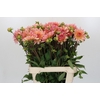 Dahlia Henriette