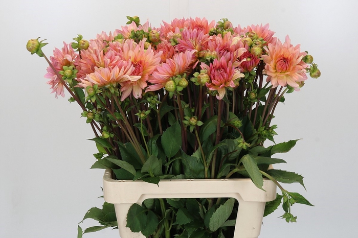 Dahlia Henriette