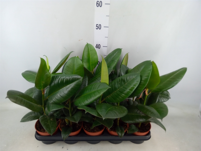 <h4>Ficus elastica 'Robusta'</h4>