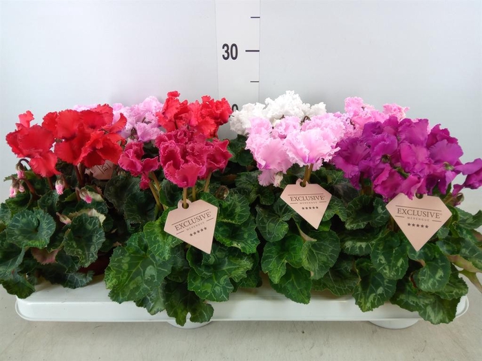 <h4>Cyclamen MD 'Merengue'</h4>