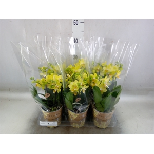 Phalaenopsis   ...mix
