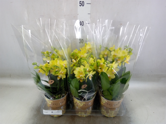<h4>Phalaenopsis   ...mix</h4>