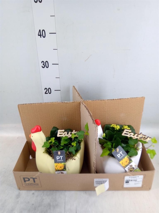 <h4>Arr. Pasen L%</h4>