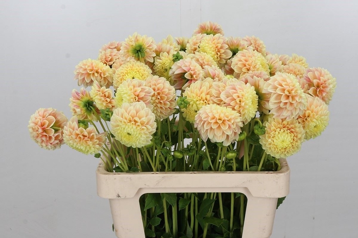 <h4>Dahlia BA 'Sweet Suzanne'</h4>