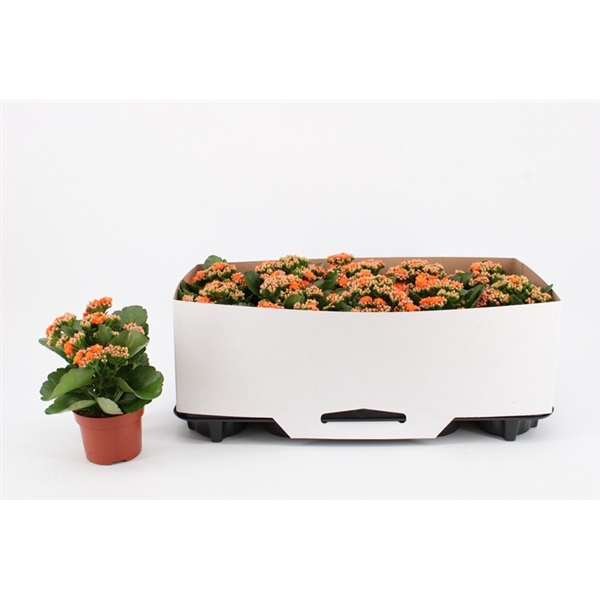 <h4>Kalanchoe Double Orange, in kraag</h4>
