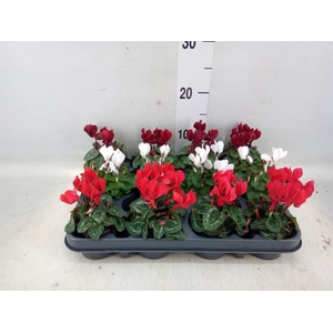 Cyclamen KL 'Verano'