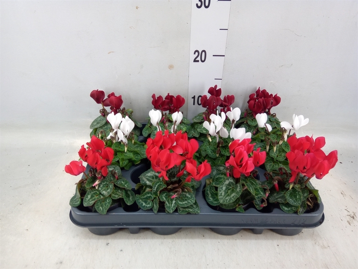 <h4>Cyclamen KL 'Verano'</h4>