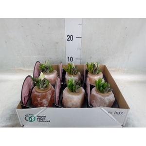 Arr.  Succulents L%